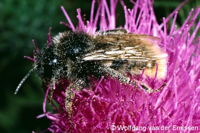 Kuckuckshummel Bombus rupestris Männchen