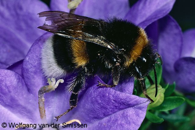 Hummel Bombus terrestris Königin