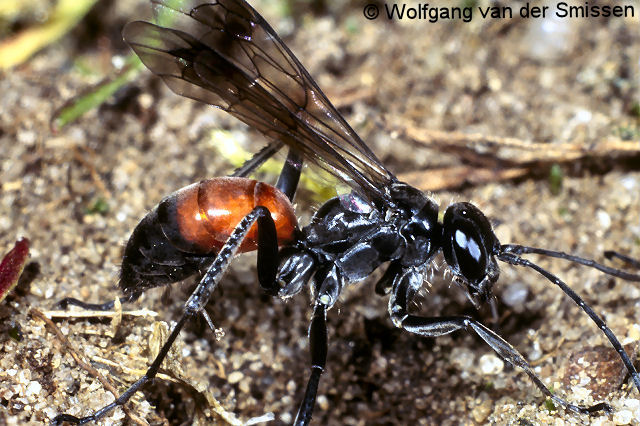 Wegwespe Caliadurgus fasciatellus Weibchen