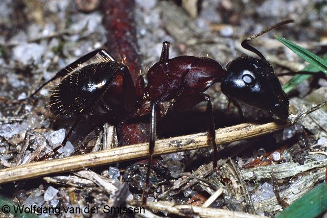 Schuppenameise Camponotus ligniperda
