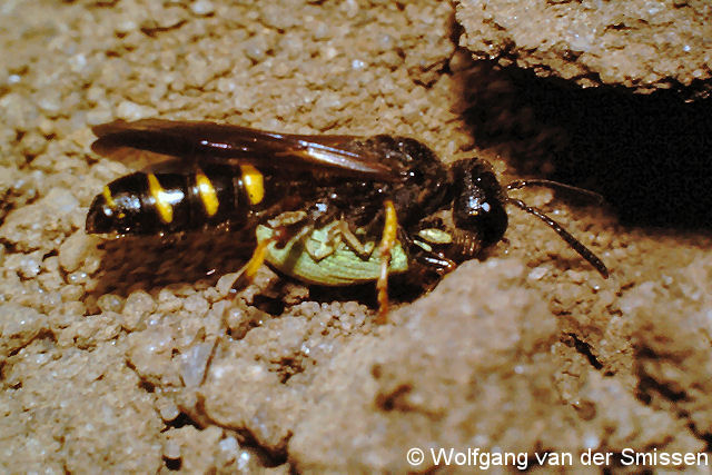 Grabwespe Cerceris quadrifasciata Weibchen mit Beute