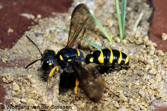 Grabwespe Cerceris arenaria Weibchen