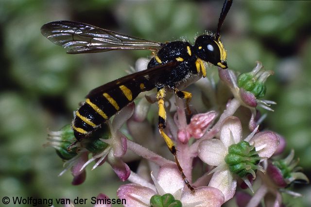 Grabwespe Cerceris arenaria Männchen