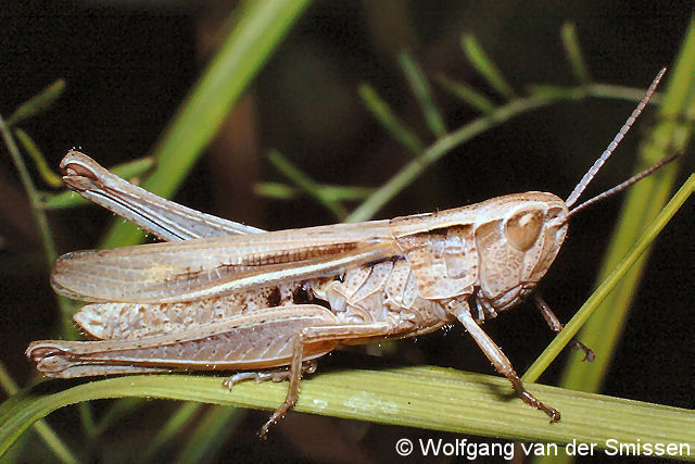 Feldheuschrecke Chorthippus albomarginatus (Weißrandiger Grashüpfer) Weibchen