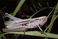 Feldheuschrecke Chorthippus albomarginatus (Weißrandiger Grashüpfer) Weibchen