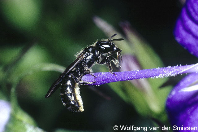 Scherenbiene Chelostoma campanularum Weibchen