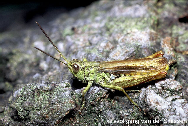 Feldheuschrecke Chortippus apricarius (Feld-Grashüpfer) Männchen