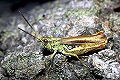 Feldheuschrecke Chortippus apricarius (Feld-Grashüpfer) Männchen