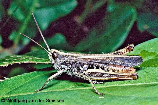 Feldheuschrecke Chorthippus biguttulus (Nachtigall-Grashüpfer) Männchen