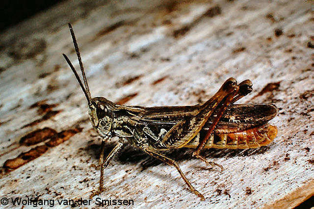 Feldheuschrecke Chorthippus biguttulus (Nachtigall-Grashüpfer) Männchen