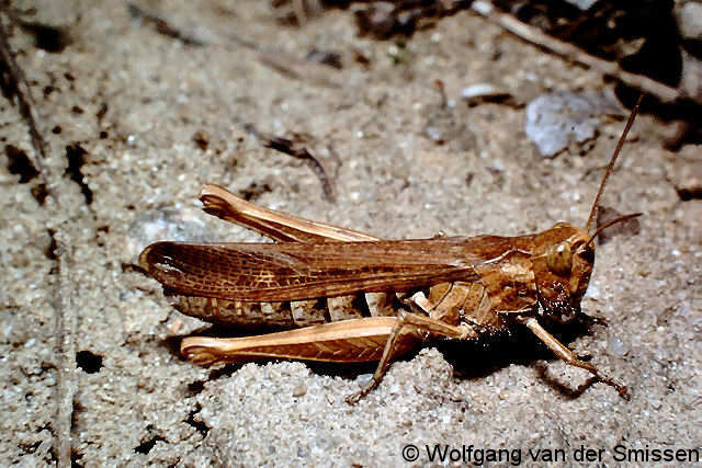 Feldheuschrecke Chorthippus brunneus (Brauner Grashüpfer) Weibchen