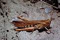 Feldheuschrecke Chorthippus brunneus (Brauner Grashüpfer) Weibchen