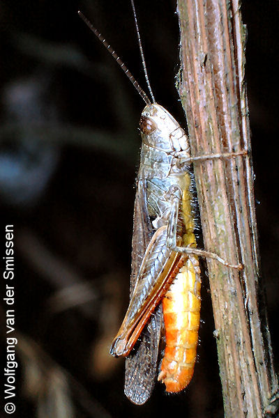 Feldheuschrecke Chorthippus brunneus (Brauner Grashüpfer) Männchen