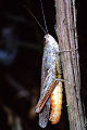 Feldheuschrecke Chorthippus brunneus (Brauner Grashüpfer) Männchen