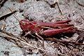 Feldheuschrecke Chorthippus brunneus (Brauner Grashüpfer) Weibchen