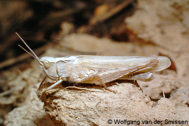 Feldheuschrecke Chorthippus brunneus (Brauner Grashüpfer) Weibchen