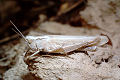 Feldheuschrecke Chorthippus brunneus (Brauner Grashüpfer) Weibchen