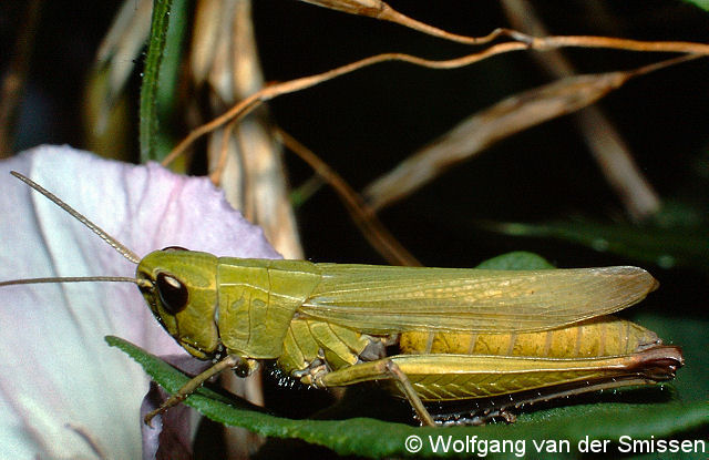 Feldheuschrecke Chorthippus dorsatus (Wiesengrashüpfer) Weibchen