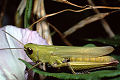 Feldheuschrecke Chorthippus dorsatus (Wiesengrashüpfer) Weibchen