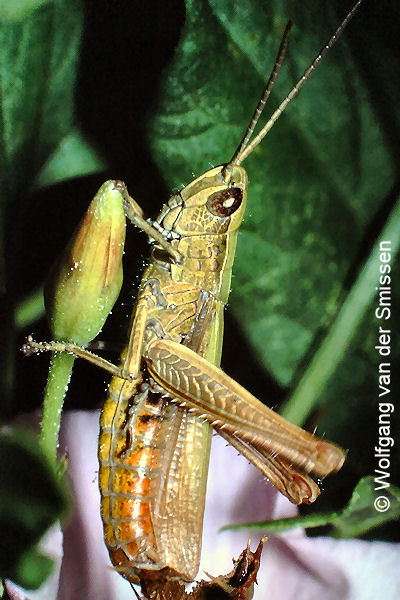 Feldheuschrecke Chorthippus dorsatus (Wiesengrashüpfer) Männchen