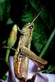 Feldheuschrecke Chorthippus dorsatus (Wiesengrashüpfer) Männchen