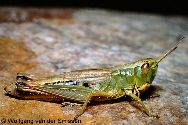 Feldheuschrecke Chorthippus parallelus (Gemeiner Grashüpfer) Weibchen