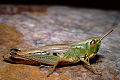 Feldheuschrecke Chorthippus parallelus (Gemeiner Grashüpfer) Weibchen