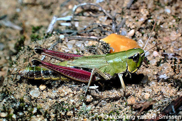 Feldheuschrecke Chorthippus parallelus (Gemeiner Grashüpfer) Weibchen