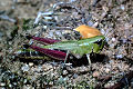 Feldheuschrecke Chorthippus parallelus (Gemeiner Grashüpfer) Weibchen