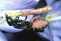 Scherenbiene Chelostoma rapunculi Weibchen