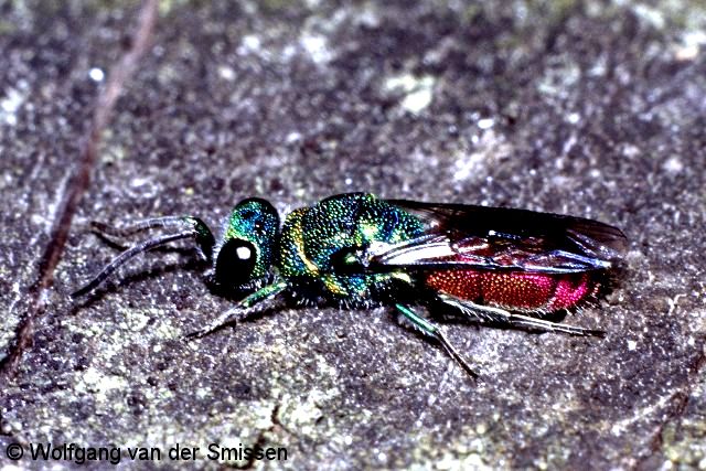 Goldwespe Chrysis ignita Weibchen