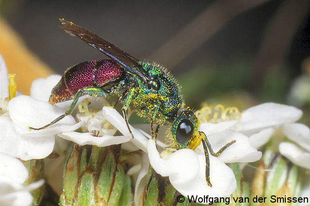 Goldwespe Chrysis ignita