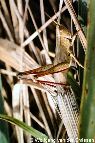 Feldheuschrecke Chrysochraon dispar (Große Goldschrecke) Weibchen