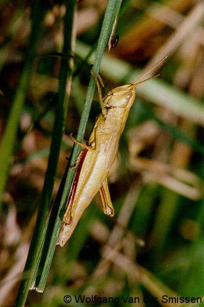 Feldheuschrecke Chrysochraon dispar (Große Goldschrecke) Weibchen