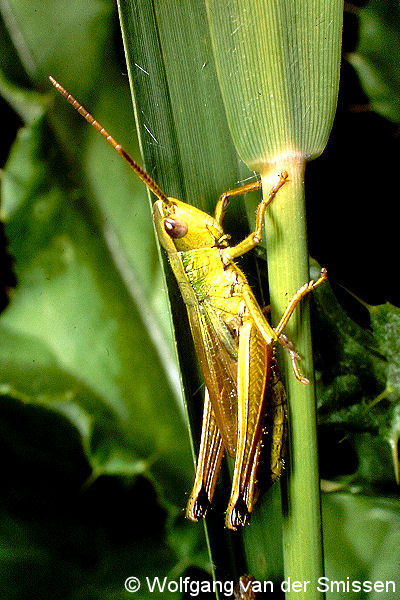 Feldheuschrecke Chrysochraon dispar (Große Goldschrecke) Männchen