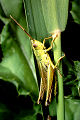 Feldheuschrecke Chrysochraon dispar (Große Goldschrecke) Männchen