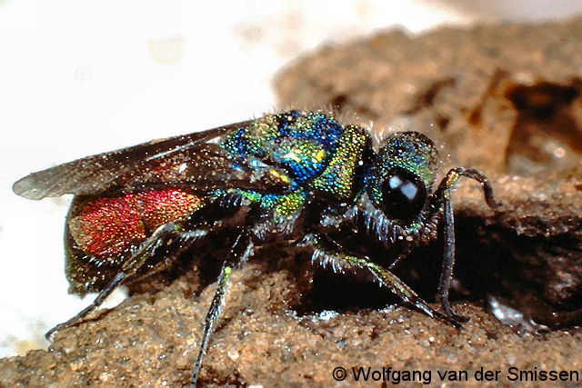 Goldwespe Chrysis ruddii