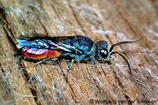 Goldwespe Chrysis solida Männchen