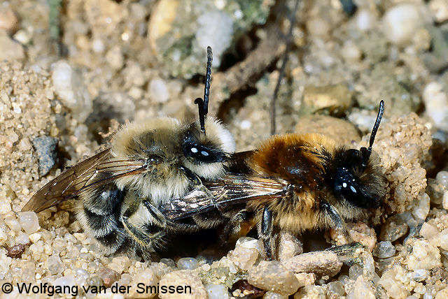 Seidenbiene Colletes cunicularius Pärchen