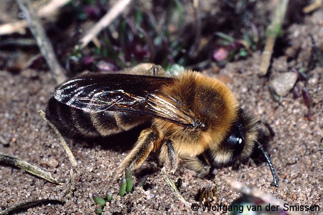 Seidenbiene Colletes cunicularius Weibchen