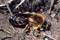 Seidenbiene Colletes cunicularius Weibchen