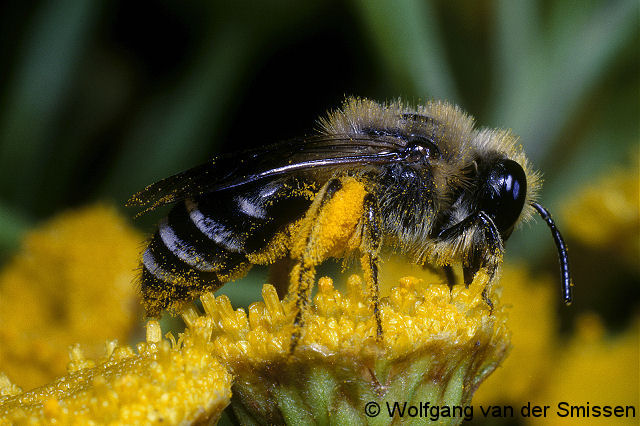 Seidenbiene Colletes daviesanus Weibchen