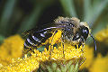 Seidenbiene Colletes daviesanus Weibchen