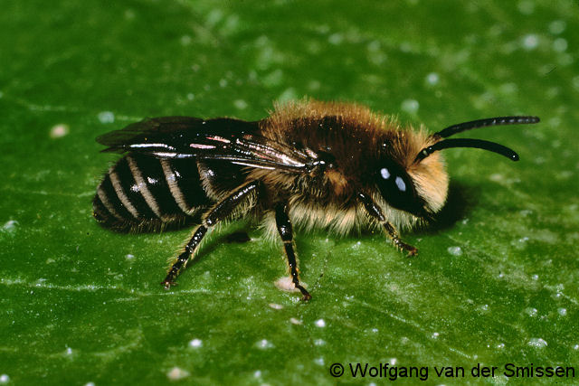 Seidenbiene Colletes daviesanus Männchen