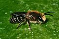 Seidenbiene Colletes daviesanus Männchen