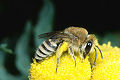 Seidenbiene Colletes fodiens Weibchen