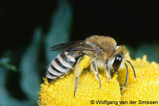 Seidenbiene Colletes fodiens Weibchen