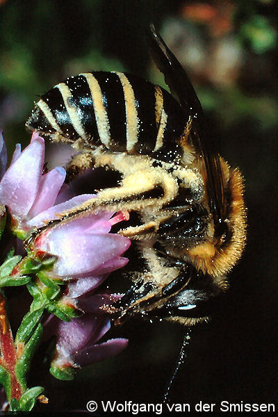 Seidenbiene Colletes succinctus W