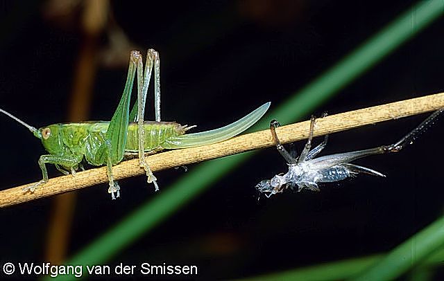 Laubheuschrecke Conocephalus dorsalis (Kurzflügelige Schwertschrecke) Weibchen mit Exuvie