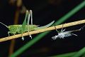 Laubheuschrecke Conocephalus dorsalis Weibchen mit Exuvie 2 Fotos